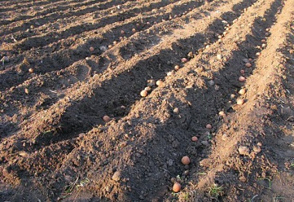 Potato Alladin Descriere varietate, fotografie, recenzii