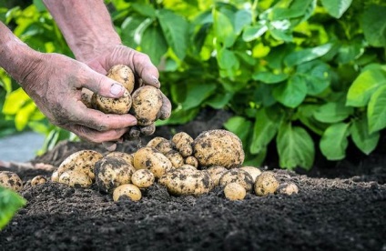 Descriere și descriere a soiului, descrierea și descrierea soiului, cultivarea și plantarea