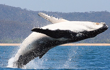 Balenele sunt mustașe și dungate, netede și gri - zooblog