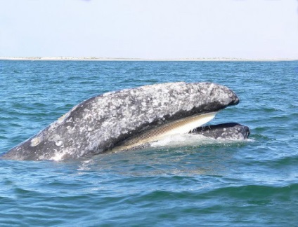 Balenele sunt mustașe și dungate, netede și gri - zooblog