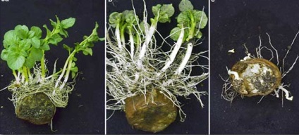 Tulburarea tuberculilor tuberculoși sau cum să reproducem o nouă varietate de cartofi