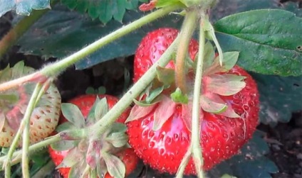 Strawberry - gigantella maxim, descrierea soiului, fotografie de gradina de capsuni