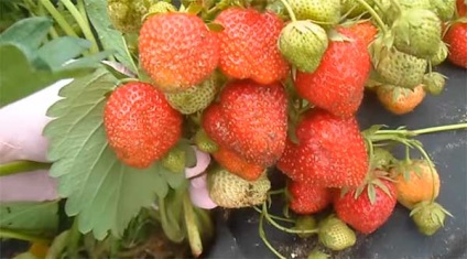 Strawberry - gigantella maxim, descrierea soiului, fotografie de gradina de capsuni