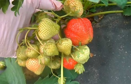 Strawberry - gigantella maxim, descrierea soiului, fotografie de gradina de capsuni