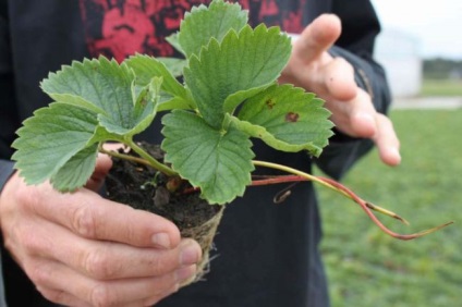 Strawberry maximizează descrierea varietății, fotografiilor, metodelor și calendarului de plantare, udare, mulcire, fertilizare,