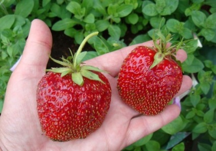 Strawberry maximizează descrierea varietății, fotografiilor, metodelor și calendarului de plantare, udare, mulcire, fertilizare,
