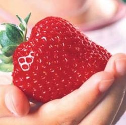 Strawberry maximizează descrierea varietății, fotografiilor, metodelor și calendarului de plantare, udare, mulcire, fertilizare,