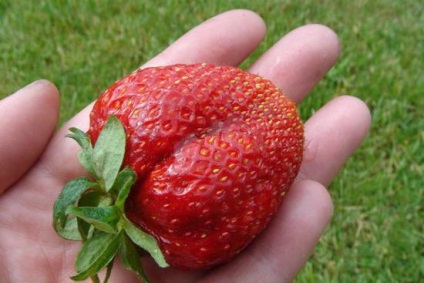 Strawberry maxi descrierea detaliată a soiului, reguli de creștere
