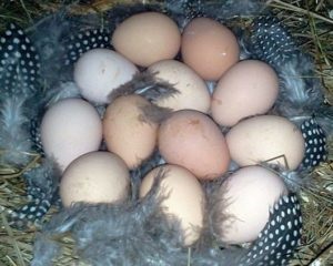 Când păsările de guinee încep să transporte ouă, ouăle de păsări