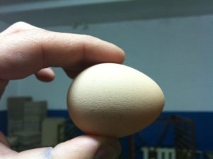 Amikor a gyöngytyúk kezdenek tojást tojni, tojásrakó madár