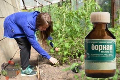 Amikor a betakarítás hagymát 2017 a kertben a külvárosokban a finomságok