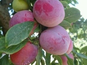 Oszlopos leeresztő előnyei, hátrányai, ültetés és gondozás (oszlopos szilva) Oszlopos leeresztő előnyei, hátrányai, ültetés és gondozás