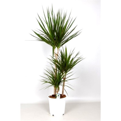 Szobanövények dracaena (Dracaena) szobanövények Dracaena