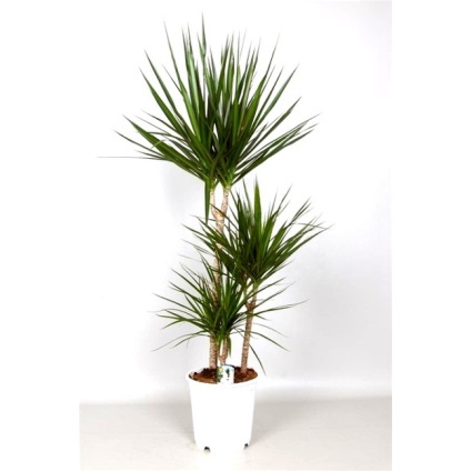 Plante de casa din Dracaena