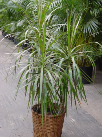 Szobanövények dracaena (növény) szobanövények Dracaena