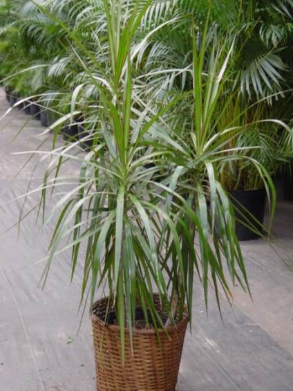 Plante de casa din Dracaena