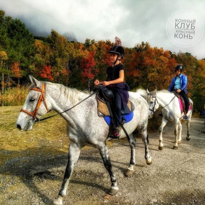Horse club - cal roșu - @koni_alupka instagram profil, fotografii - clipuri video • gramosphere