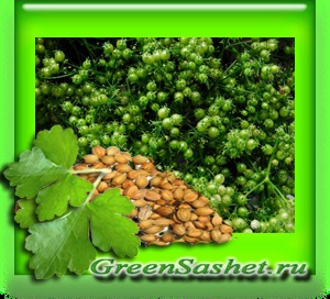 Koriander illóolaj - Coriandrum sativum (éter) Koriander illóolaj - Coriandrum sativum