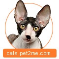 Cornish Rex