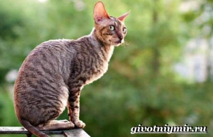 Cornish Rex Cat