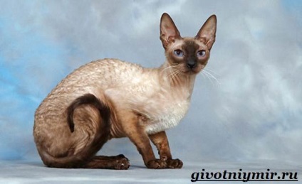 Cornish Rex Cat