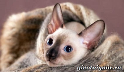 Cornish Rex Cat