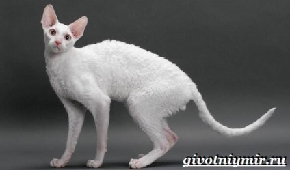 Cornish Rex macska