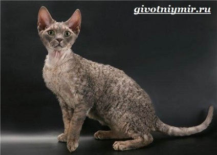 Cornish Rex Cat