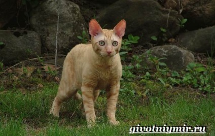 Cornish Rex Cat