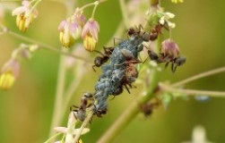 Vaca este atacată de gadfly și de cai