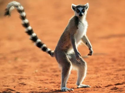 Lemur de pisică, animale