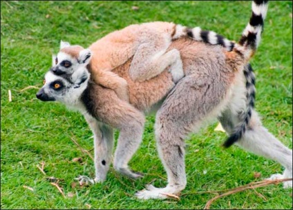 Lemur de pisică, animale