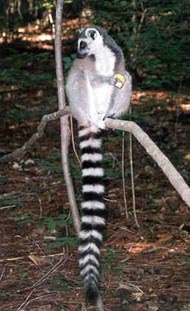 Lemur de pisică, animale