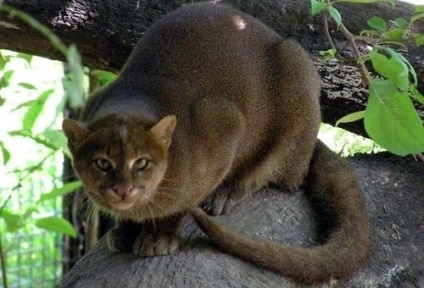 A macska, mint egy lemur - evrazhkina mink