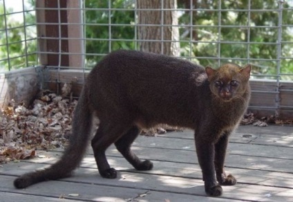 O pisica care arata ca un lemur este o nurca eurasiatica