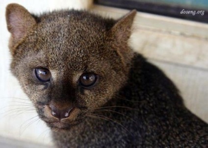 O pisica care arata ca un lemur este o nurca eurasiatica