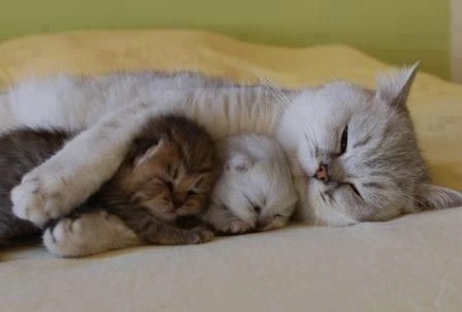 Pisici și pisici care pot adormi oriunde (pozitiv brutal, somnoros)
