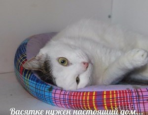 Cat vasil palych caută o casă