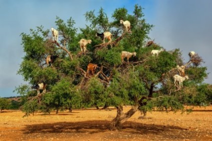 Kecskék fák marokkói kecske-dárda béka - rím jobb idézetek, aforizmák és közmondások