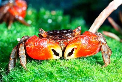 Crabul de mangrove roșu este potrivit pentru acvariile acvatice
