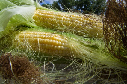 Corn stigmate proprietăți terapeutice și contraindicații