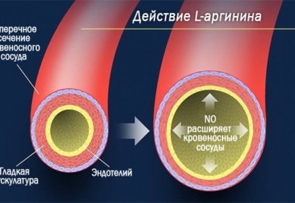 L-arginina în activitatea corpului decât este bună