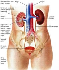 Медицински биомеханика Kraynova