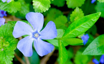 Tratamentul dermatitei atopice la copii cu remedii folclorice