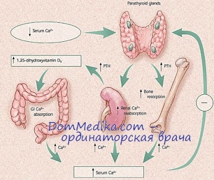 Tratamentul insuficienței paratiroide, a preparatelor de calciu și a hormonului paratiroidian