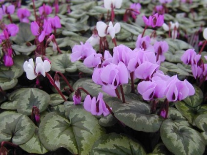 Cyclamen remedii acasă tratament de la un plantație, toate despre flori