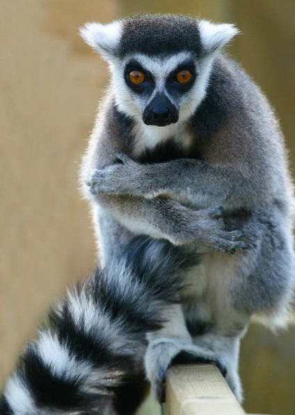 Lemurs fotografie, personaj, sfaturi despre îngrijire