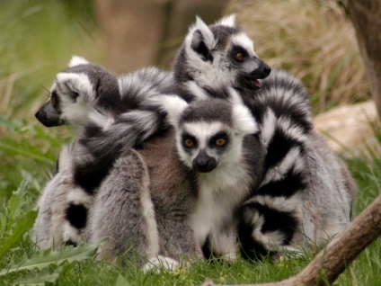 Lemurs fotografie, personaj, sfaturi despre îngrijire