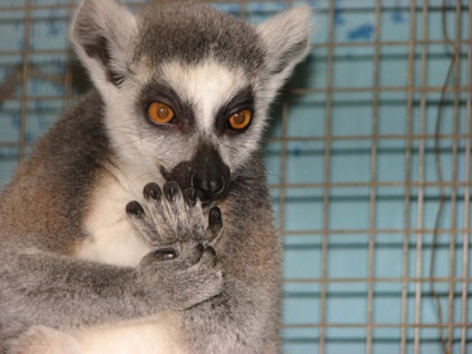 Lemurs fotografie, personaj, sfaturi despre îngrijire