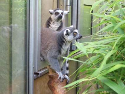 Lemurs fotografie, personaj, sfaturi despre îngrijire